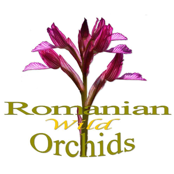 Romanian Wild Orchids Logo ,Logo , icon , SVG Romanian Wild Orchids Logo