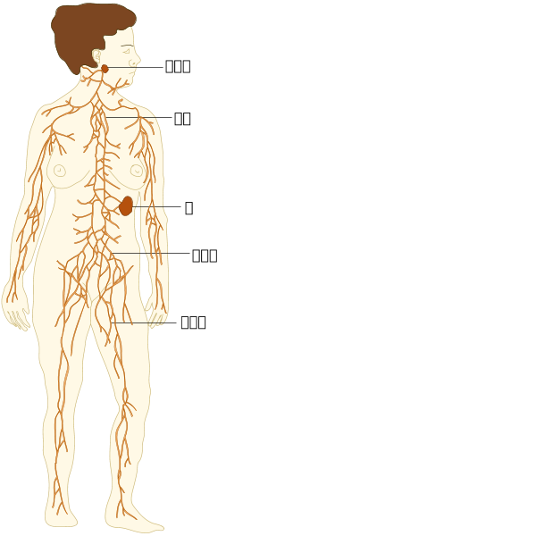 TE-Lymphatic system diagram zh